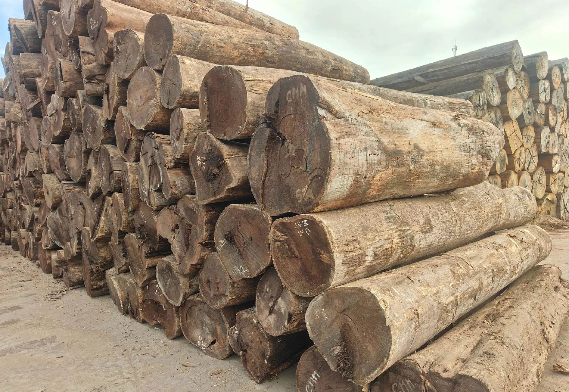 Wings of Nature Chicken Wing Wood Blessing Bracelet(15mm)